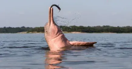 Dolphin Watching in Nepal| Sapta Koshi River|